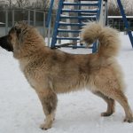 An adult Caucasian Shepherd Dog, or Wolfhound, is a true example of equanimity