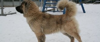 An adult Caucasian Shepherd Dog, or Wolfhound, is a true example of equanimity