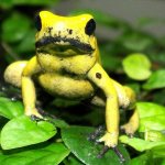 Poisonous African frog