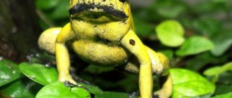 Poisonous African frog