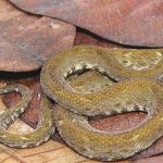 Poisonous labaria snake