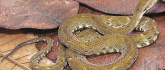 Poisonous labaria snake