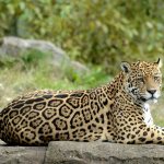 jaguar photo