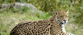 jaguar photo