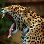 Ягуар (Panthera onca) фото