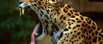 Jaguar (Panthera onca) photo