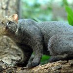 Jaguarundi description