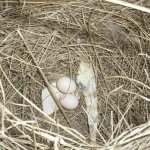 Finches eggs