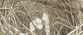 Finches eggs