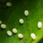 Butterfly eggs