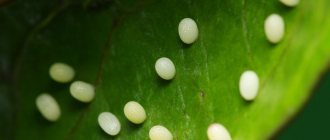 Butterfly eggs