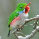 Jamaican tody