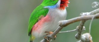 Jamaican tody