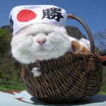 Japanese nicknames and names for cats