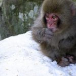 Japanese macaques play snowballs