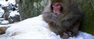 Japanese macaques play snowballs