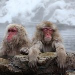 Japanese macaques bathe in hot springs