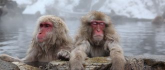 Japanese macaques bathe in hot springs