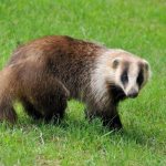 Japanese badger (Meles anakuma)