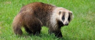 Japanese badger (Meles anakuma)