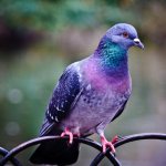 Bright pigeon color.max-1200x800