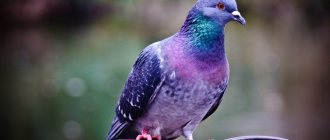 Bright pigeon color.max-1200x800