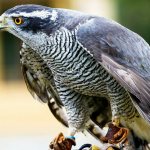 goshawk