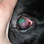 Ulcerative keratitis