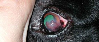 Ulcerative keratitis