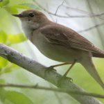 Southern Nightingale