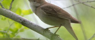 Southern Nightingale