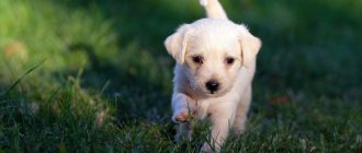 Why vaccinate your puppy?