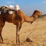 Why does a camel have a hump - photo 1