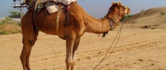 Why does a camel have a hump - photo 1