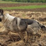 Западно-сибирская-лайка-собака-Описание-особенности-уход-и-цена-породы-12