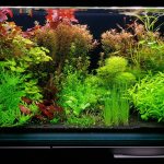 Starting an aquarium. How to start an aquarium from scratch for a novice aquarist 