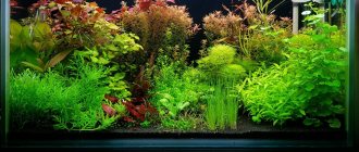 Starting an aquarium. How to start an aquarium from scratch for a novice aquarist 