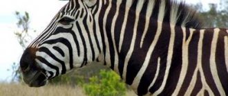 Zebra