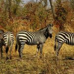 Zebra-animal-Description-features-species-lifestyle-and-habitat-of-zebra-5