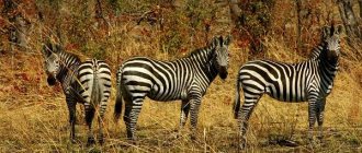 Zebra-animal-Description-features-species-lifestyle-and-habitat-of-zebra-5