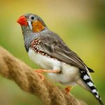 zebra finch