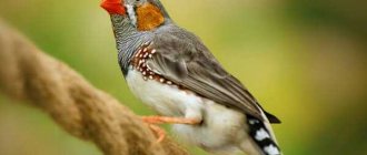 zebra finch