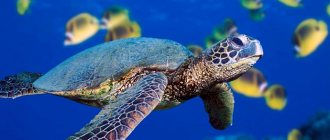 Green turtle