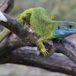 green lizard