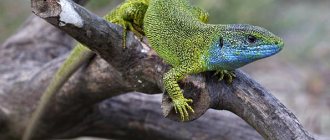 green lizard