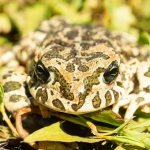 Green toad (Bufotes viridis) head, photo photo of tailless amphibians