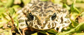 Green toad (Bufotes viridis) head, photo photo of tailless amphibians