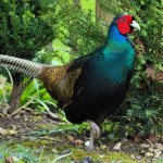 Green or Emerald Pheasant