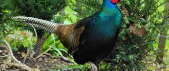 Green or Emerald Pheasant