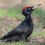 Zhelna or black woodpecker